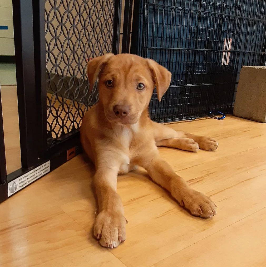 Rent A Puppy